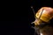 Colorful snail front against a black background