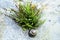 Colorful snail on rock by fern