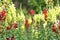 Colorful Snap dragon,Antirrhinum majus