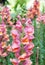 Colorful snapdragon flower