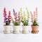 Colorful Snapdragon Flowers In Five Little Pots On White Background