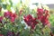 Colorful Snapdragons in the garden close up