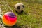 Colorful soccer ball