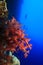 Colorful Soft Coral and Scuba Divers