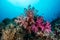 Colorful Soft Corals