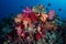 Colorful Soft Corals and Fish