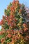 Colorful soft maple tree