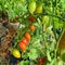 Colorful? Solarino tomato fruit