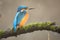 Colorful solitary Kingfisher Alcedo atthis is sitting on branch with moss