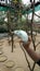 Colorful songbirds perched on sticks and branches eating as tourist look on