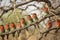 Colorful Southern Carmine bee-eater, Merops nubicoides, colony of red and blue winged african birds