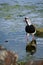 Colorful Southern Lapwing bird standing in water