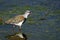 Colorful Southern Lapwing bird standing in water