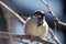 A colorful sparrow on a branch in the sunshine.