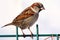 A colorful sparrow sits on a green fence and looks at the photographer.