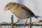 A colorful sparrow sits on a green fence and looks at the photographer.