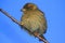 A colorful sparrow sits on a thin branch and looks at the photographer. Bright blue sky.