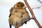 A colorful sparrow sits on a thin branch and looks at the photographer. White background.