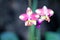 Colorful spathoglottis plicata Blume close up or pink ground orchid blooming in garden background