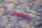 Colorful spawning Sockeye Salmon swimming in a river