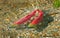 Colorful Spawning Sockeye Salmon swimming in river, British Columbia, Canada