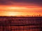 Colorful spectacular sunrise on a forest lake with reeds