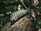 Colorful spiky caterpillar on tree trunk in Swaziland