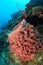 Colorful sponge on coral reef