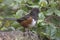 Colorful spotted towhee on Fidalgo Island in Washington state