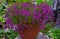 Colorful spreading lobelia in a flowerpot stands on a stone of a personal plot