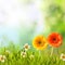 Colorful spring background with meadow flowers