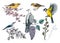 Colorful spring birds illustrations set. Dove, yellow warblers, great tit, nuthatch on blooming branches in sketched style. Hand