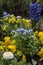 Colorful spring flowers in a flower bed