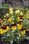 Colorful spring flowers in a flower bed