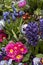 Colorful spring flowers in a flower bed