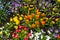 Colorful spring flowers in flowerbed