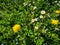 Colorful spring flowers in the grass - dandelion