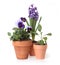 Colorful Spring Flowers of Pansies and Hyacinth in