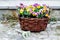 Colorful, spring flowers pansies in a wicker basket - gardening time