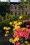 Colorful Spring Flowers at Van Vorst Park with Old Brownstone Homes in the background in Jersey City New Jersey