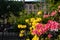 Colorful Spring Flowers at Van Vorst Park with Old Brownstone Homes in the background in Jersey City New Jersey