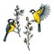 Colorful spring illustrations set. Two great tits on willow branches in sketched style. Hand drawn passerine bird and flowers