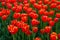 Colorful spring meadow with lot red tulip power play flowers