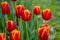 Colorful spring meadow with red tulip power play flowers