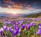 Colorful spring sunrise with field of blossom of crocuses in mou