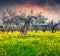 Colorful spring sunset in the tangerine garden