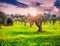 Colorful spring sunset in the tangerine garden at Cape Milazzo