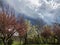 Colorful Spring Trees Under A Stormy Sky