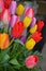 Colorful spring tulip arrangement