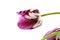 Colorful spring tulip flower as background with text copy space